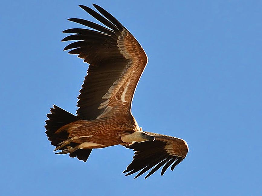Buitre leonado en vuelo