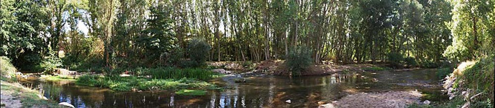 Vegetación en el Parque Natural de las Hoces del Río Duratón.